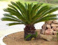 Sell palm trees with competitive price out door plants