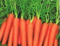 Carrot