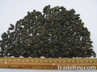 Sell Black sunflower seeds - Favorit