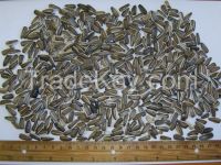 Striped sunflower seeds - 16/64 for Bird Feed