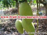 JASON NURSERY-Export fruit trees, ornamental plants, flowering plants