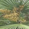 Sell Saw Palmetto Frui Extract Powder