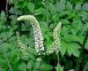 Sell Black Cohosh Extract