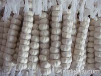 Sell Garlic      Pizhou white garlic