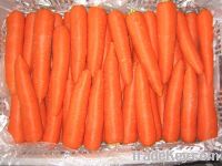 Sell Fresh carrot