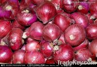 Sell Fresh red onion