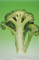 Sell dried broccoli