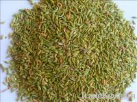 Sell aniseed powder Chinese star aniseed