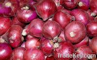 Sell Fresh onion