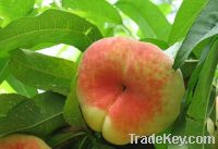 Sell Fresh peach