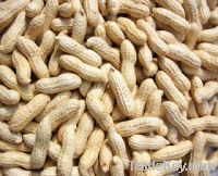 Sell roasted peanuts