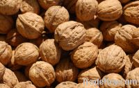 Sell walnuts