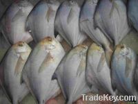 Sell pomfret fish