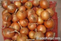 Sell New Season Yellow Onions