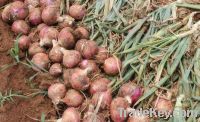 Sell  Red Onions