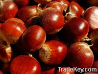 Sell Fresh Chestnuts