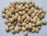 Sell Fresh Ginkgo Nuts  And Pizhou Ginkgo And Nuts White Nuts