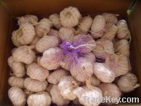 Sell Fresh  Garlic  Pizhou Garlic And Fresh Vegetable