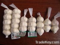 Sell Pizhou Fresh Garlic, Onion