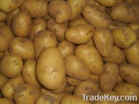 Sell Chinese Fresh Potato