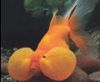 Goldfish Bubble-Eye Red