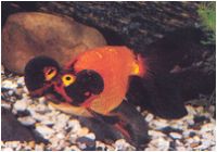Goldfish Bubble-Eye Red & Black
