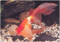 Goldfish Bubble-Eye Red & White