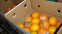 fresh Fruit <Orange>