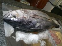 Sell Fresh YellowFin Tuna