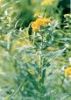 Sell Goldenrod Extract