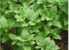 Sell Basil Extract