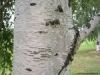 Sell Birch bark extract