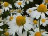 Sell Chamomile Extract