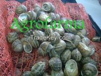 Edible Snails Helix Aspersa