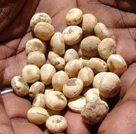 Nirmali Seeds (strychnos Potatorum)