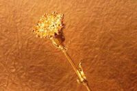 Gold Plated Carnation
