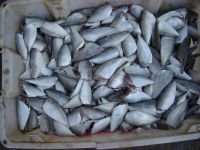 Sell horse mackerel without head, tail and viscera