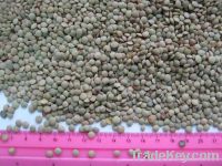 Sell green lentils