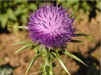 Sell Milk Thistle Powered Extract