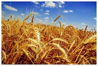 feed wheat  russian origin