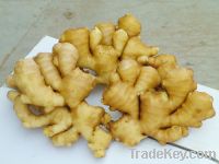 Sell fresh ginger