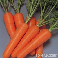 Sell carrot