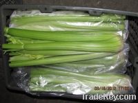 Sell fresh celery