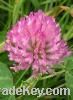 Sell Red Clover Extract