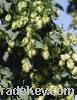 Sell Hops Extract