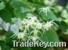 Sell Epimedium Extract