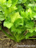 Dried Celery