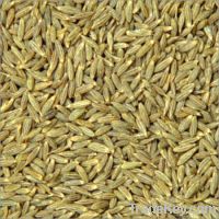 Sell Sumin Seed(Iranian origin)