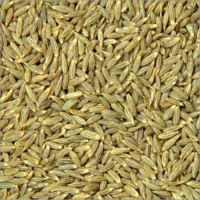 Sell Cumin seed(Egyptian)