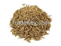 Caraway seeds  fresh Crop